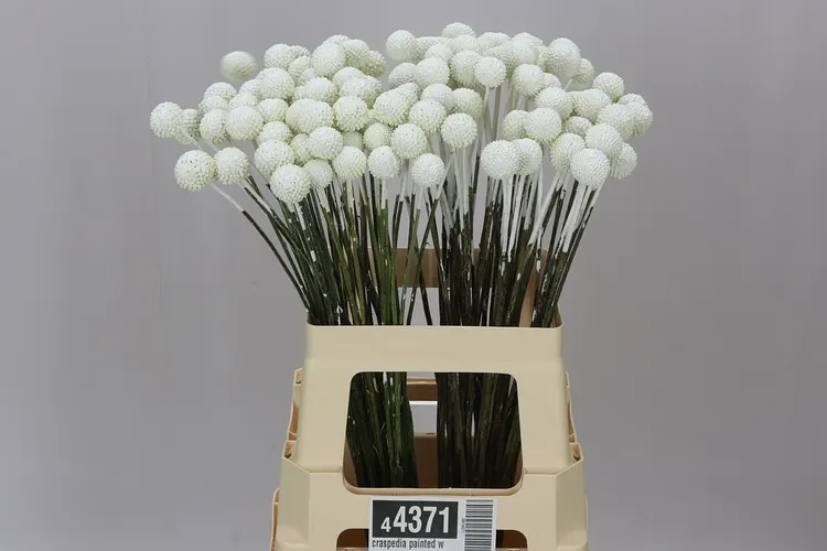 Craspedia Painted White 60 cm