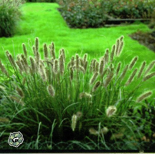 Pennisetum Black Beauty 70 cm