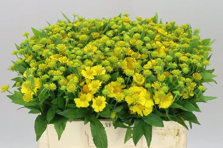 Helenium Kanaria 55 cm