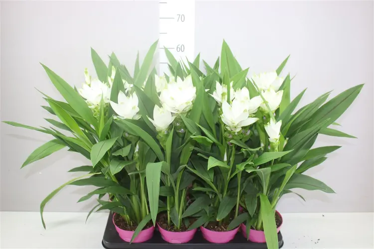 Cibuľoviny v črepníku (Bulb Plants)