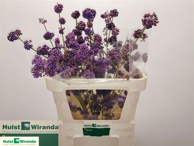 Callicarpa Pu Gian Ex 85 cm