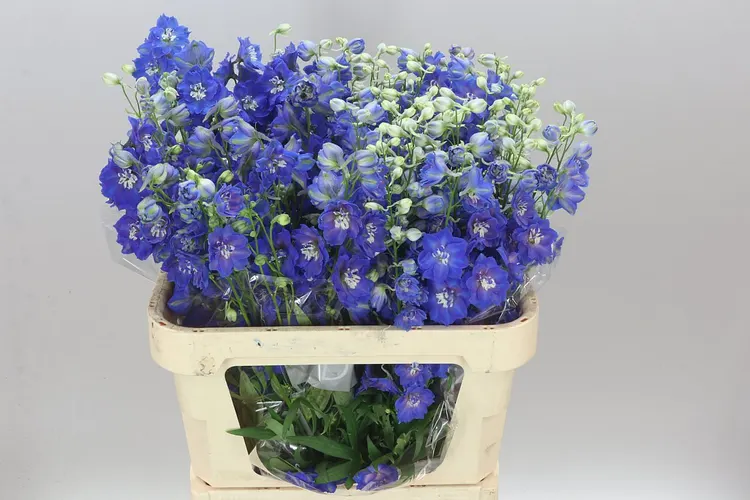 Stračonôžka Elatum Blue Emerald 80 cm