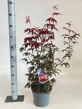 Acer Pa Atropurpureum črepník 23 cm
