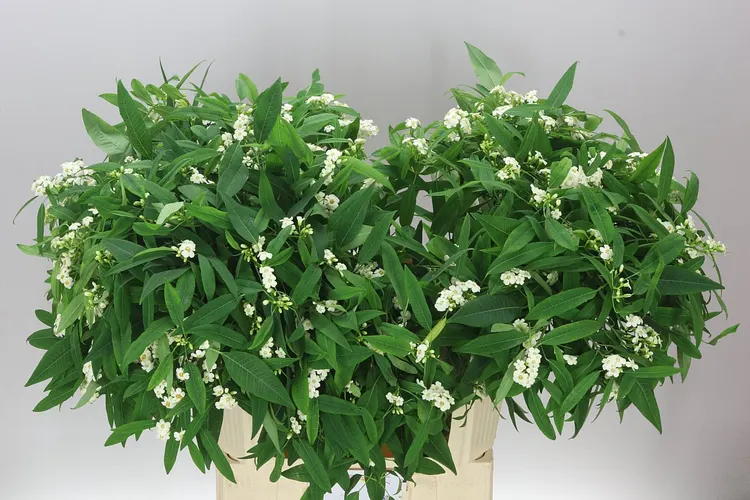 Euphorbia F T Quicksilver 80 cm