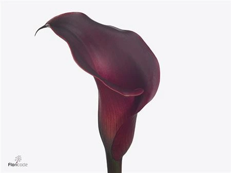 Kala Red Charm 60 cm