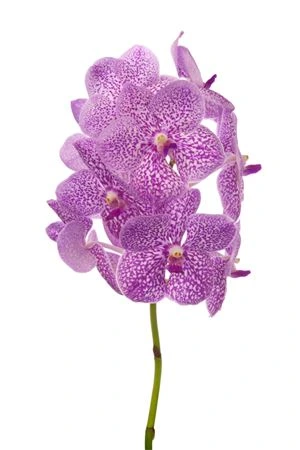 Orchidea Vanda Su Pink Sprinkler