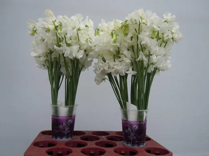 Lathyr Wi Suns White 40 cm