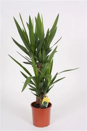 Juka a nolina (Yucca)