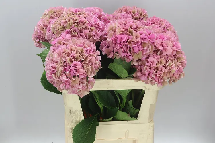 Hortenzia Parade Pink Classic 80 cm