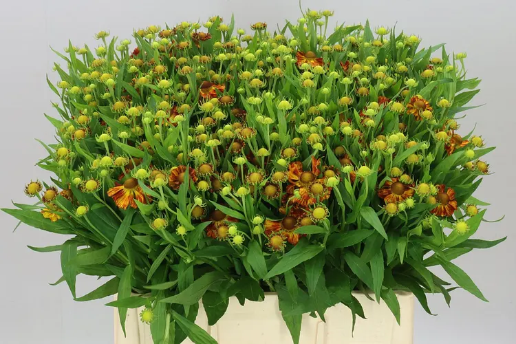 Helenium Autumn Fire 60 cm