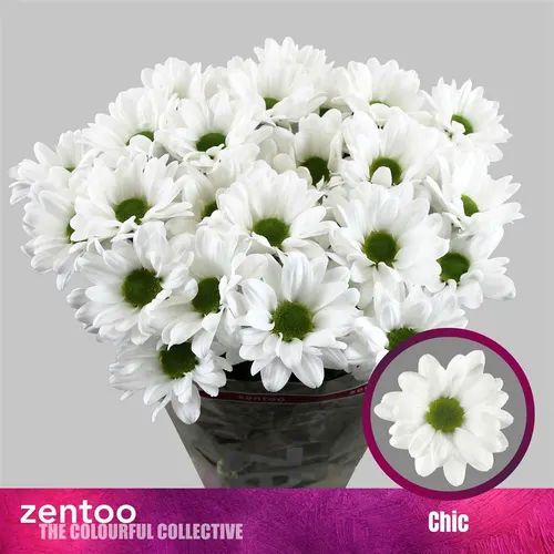 Chr T Chic 70 cm