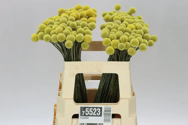 Craspedia 60 cm