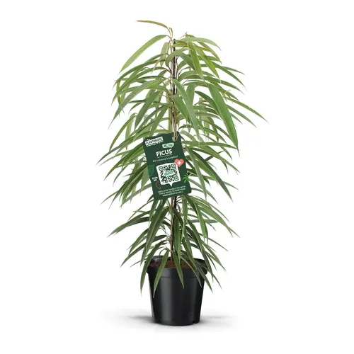 Ficus Alii črepník 21 cm