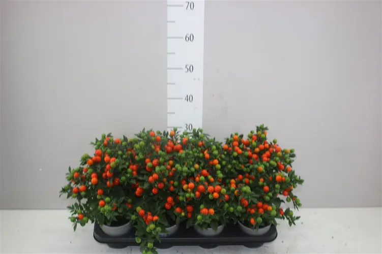 Solanum Ps Bartoli Bes črepník 12 cm