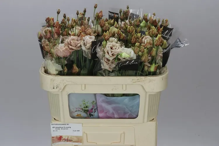 Eust Dy Alissa Brownies 72 cm