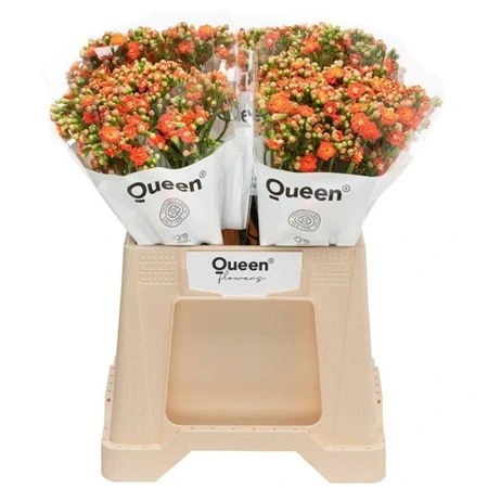 Kalanchoe Brillant Orange 40 cm