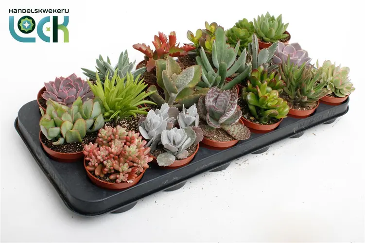 Succulenten Gemengd črepník 8,5 cm