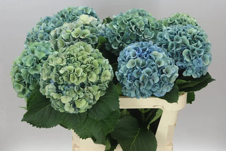 Hortenzia Mammoet Blue Classic 80 cm