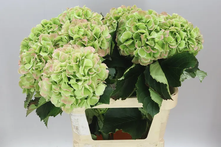 Hortenzia Schneeball Classic 80 cm