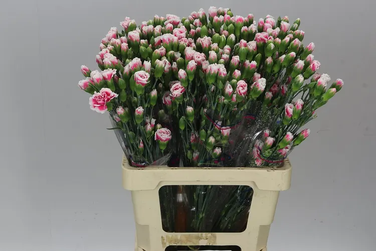Di Tr. Col. Cherry Tessino 60 cm