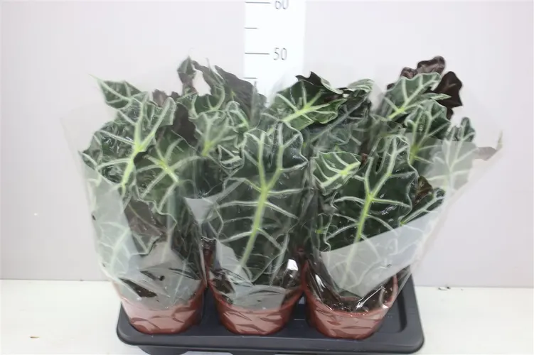 Alocasia Polly črepník 17 cm