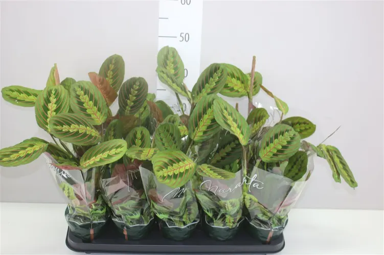 Maranta Fascinator črepník 12 cm
