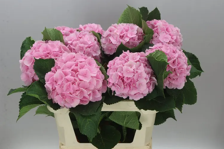 Hortenzia Verena Pink Pale 80 cm