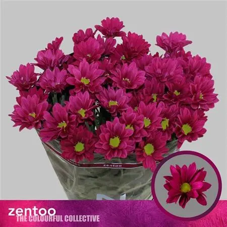 Chr T Purple Star 70 cm