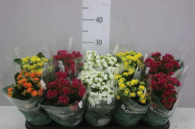 Kalanchoe Rosalina Mix Rijp črepník 12 cm