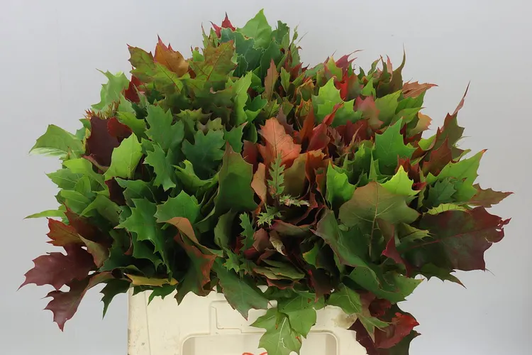 Quercus Rubra 60 cm