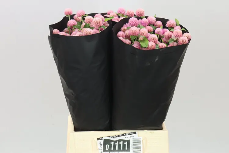 Gomphrena Gl Ov ružová 50 cm