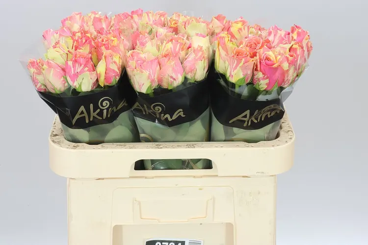 Rosa Gr Gar Fiesta 60 cm