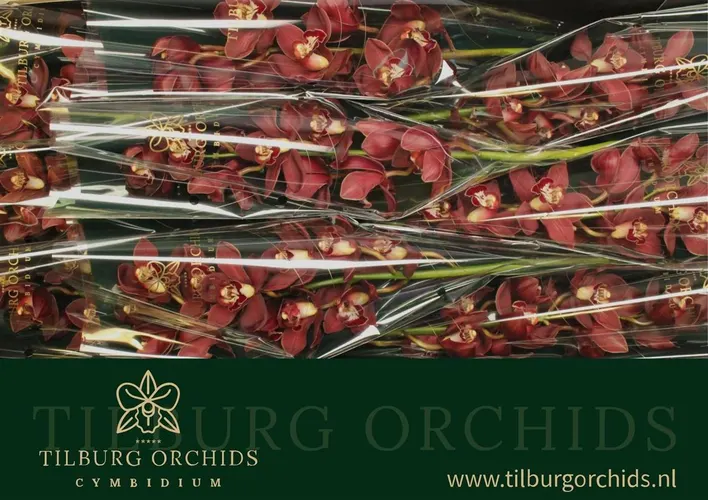 Orchidea Cymbidium Priwine, celá stonka 60 cm
