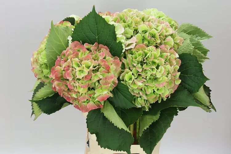 Hortenzia Schneeball Classic 65 cm