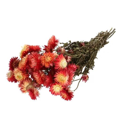Sušený kvet Helichrysum červená 45 cm