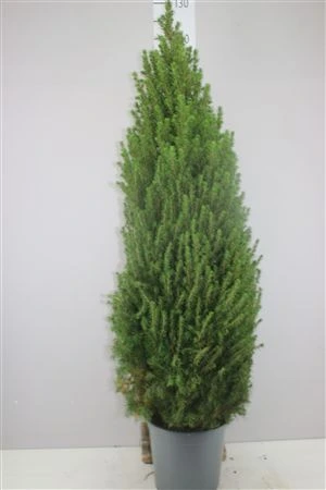 Picea Gl Conica črepník 24 cm