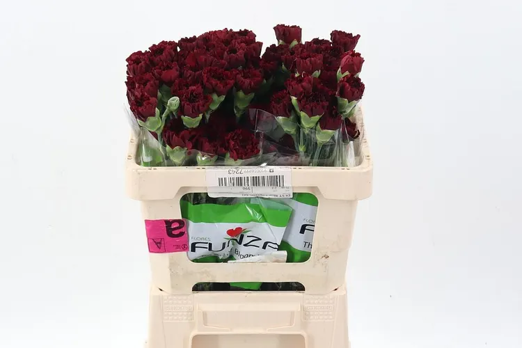 Karafiát Burgundy 55 cm