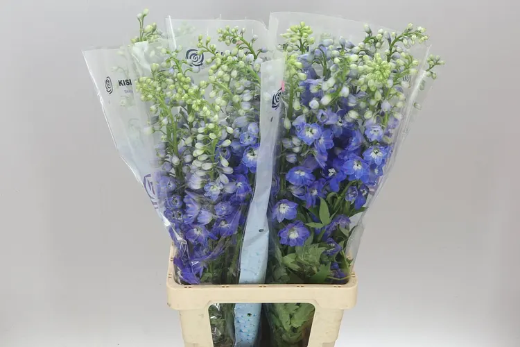 Stračonôžka Elatum Guardian Blue 80 cm