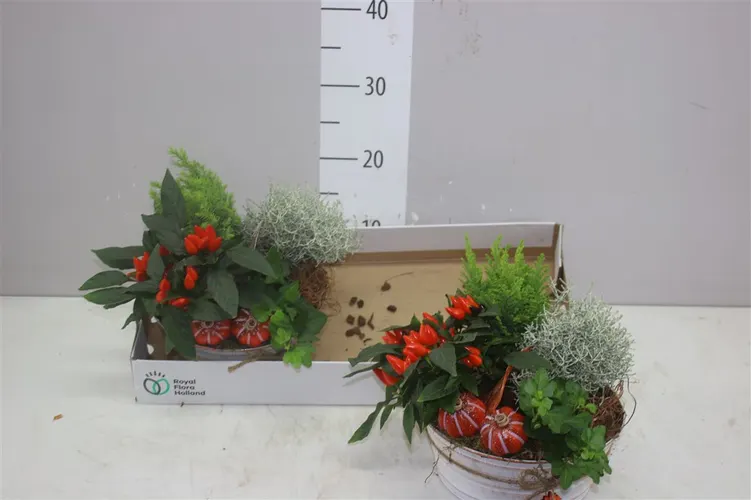 Arr Tuinplanten In Zink Met Touwstrik črepník 22 cm