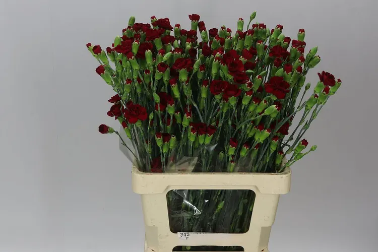 Karafiát trsový Burgundy 65 cm