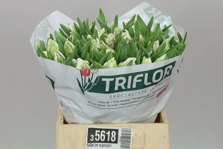 Tulipán papagájový Superparrot 41 cm