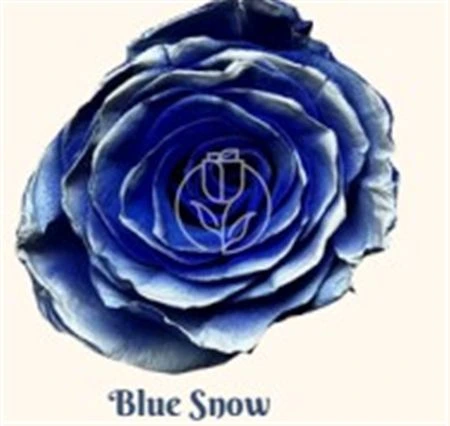 Ruža farbená Blue Snow, Ekvádor 50 cm
