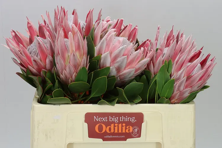 Protea Cynaroides 50 cm