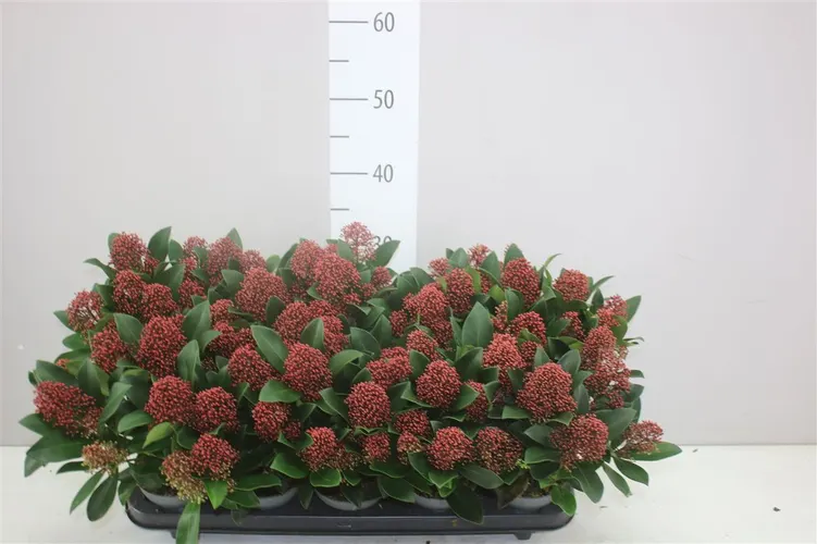 Skimmia Rubella 7+ črepník 10,5 cm