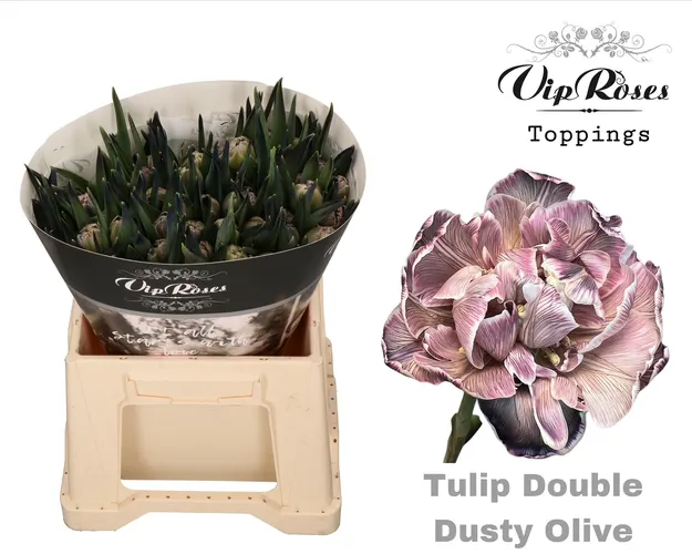Tulipán plnokvetý Double Dusty Olive 38 cm
