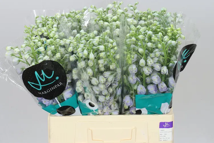 Stračonôžka Elatum Triton Lavender 60 cm