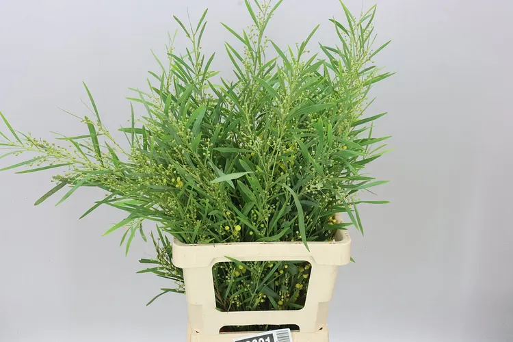 Acacia Retinodes Flowering 65 cm
