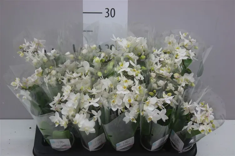 Orchidea Phalaenopsis Mini biela, 2 výhony črepník 6 cm