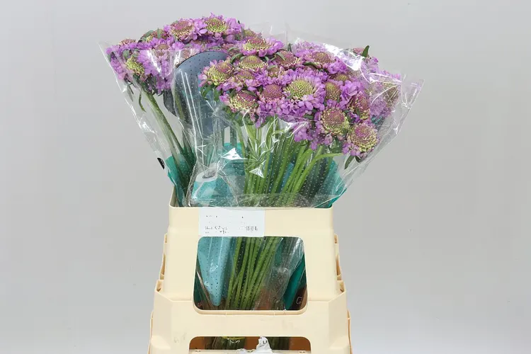 Scabiosa Atr Bb Ube Scoop 60 cm
