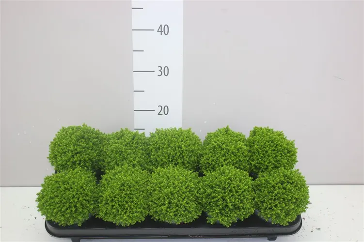 Hebe Green Globe črepník 11 cm